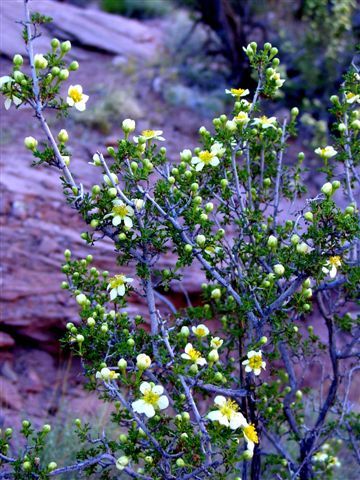 MoabFlowers (1185)